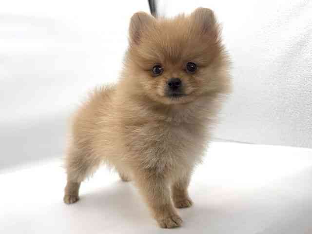 大阪府のポメラニアン (ひごペットフレンドリーイオンそよら海老江店/2025年10月7日生まれ/男の子/オレンジ)の子犬の2枚目の画像
