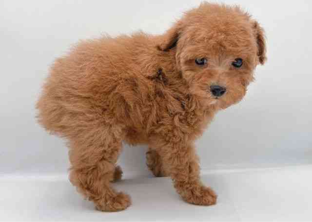 島根県のトイプードル(トイ) (ひごペットフレンドリーイオン松江ショッピングセンター店/2025年10月11日生まれ/女の子/レッド)の子犬の2枚目の画像