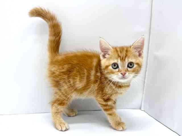 大阪府のアメリカンショートヘアー (ひごペットフレンドリーイオンタウン茨木太田店/2025年10月7日生まれ/男の子/レッドタビー)の子猫の2枚目の画像