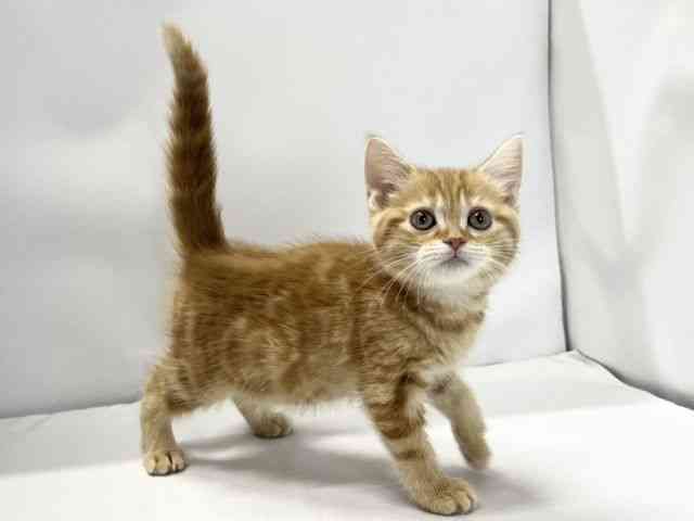 愛媛県のアメリカンショートヘアー (ひごペットフレンドリーイオンモール今治新都市店/2025年10月7日生まれ/女の子/レッドタビー)の子猫の2枚目の画像