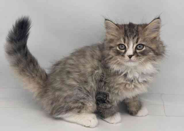 鳥取県のラガマフィン (ひごペットフレンドリーイオンモール鳥取北店/2025年10月12日生まれ/男の子/ブラウンタビーホワイト)の子猫の2枚目の画像