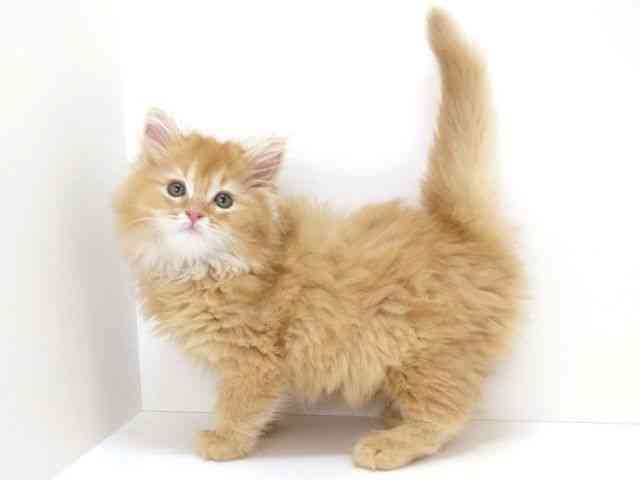 大阪府のサイベリアン (ひごペットフレンドリーいこらもーる泉佐野店/2025年10月6日生まれ/男の子/レッドタビー)の子猫の2枚目の画像