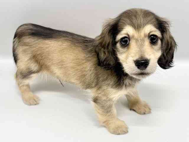 大阪府のミニチュアダックスフンド(ロング) (ひごペットフレンドリーイオンタウン豊中庄内店/2025年10月9日生まれ/男の子/シェーデットイエロー)の子犬の2枚目の画像