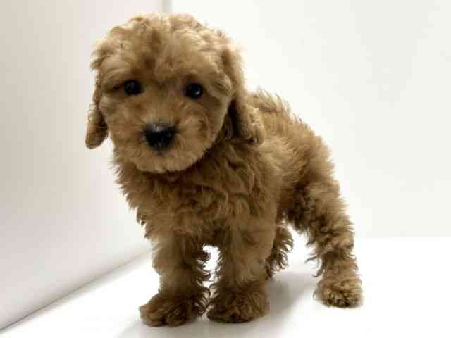 愛知県のトイプードル(トイ) (ひごペットフレンドリーららぽーと名古屋みなとアクルス店/2025年10月3日生まれ/男の子/アプリコット)の子犬の2枚目の画像