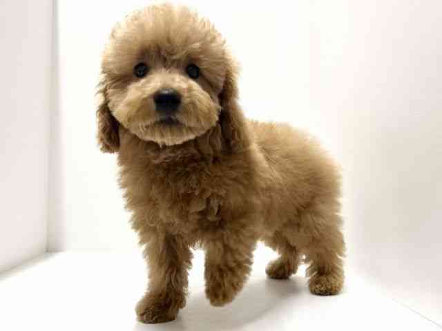 愛知県のトイプードル(トイ) (ひごペットフレンドリーららぽーと名古屋みなとアクルス店/2025年10月3日生まれ/男の子/アプリコット)の子犬の2枚目の画像