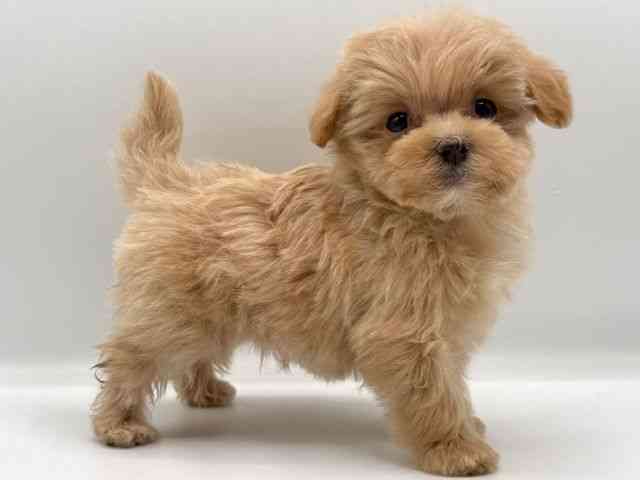 愛知県のマルプー(マルチーズ×プードル) (ひごペットフレンドリープライムツリー赤池店/2025年10月12日生まれ/女の子/クリーム)の子犬の2枚目の画像