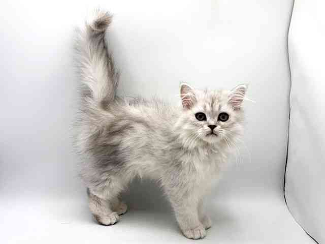 奈良県のペルシャ (ひごペットフレンドリー田原本店/2025年10月12日生まれ/男の子/チンチラシルバー)の子猫の2枚目の画像