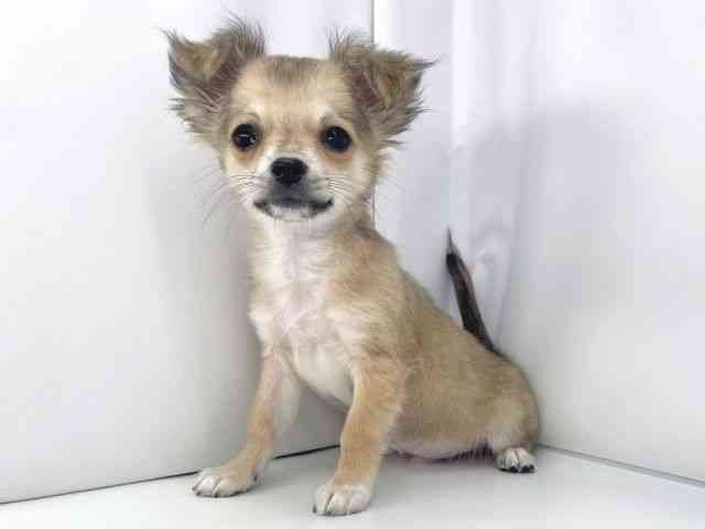 兵庫県のチワワ(ロング) (ひごペットフレンドリーイオンタウン加古川店/2025年10月7日生まれ/男の子/フォーン)の子犬の2枚目の画像