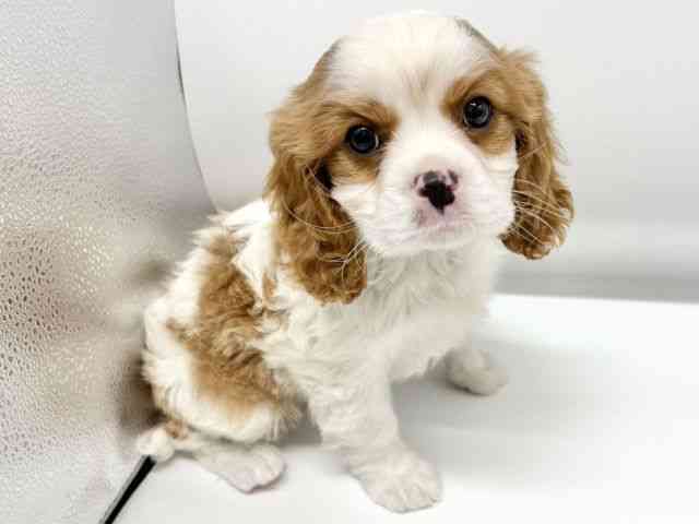 大阪府のキャバリアキングチャールズスパニエル (ひごペットフレンドリーイオンタウン豊中庄内店/2025年10月13日生まれ/男の子/ブレンハイム)の子犬の2枚目の画像