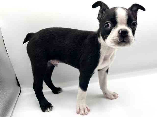 京都府のボストンテリア (ひごペットフレンドリーイオンモール高の原店/2025年10月11日生まれ/男の子/ボストンカラー)の子犬の2枚目の画像