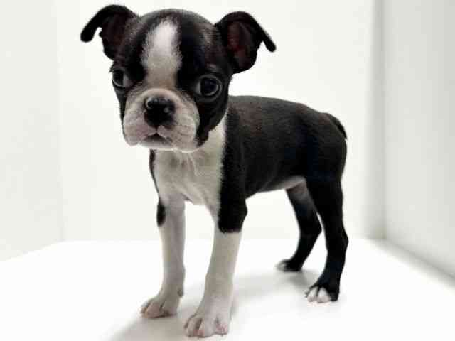 愛知県のボストンテリア (ひごペットフレンドリーららぽーと名古屋みなとアクルス店/2025年10月11日生まれ/女の子/ボストンカラー)の子犬の2枚目の画像