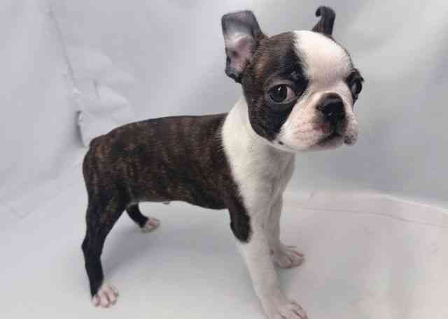 鳥取県のボストンテリア (ひごペットフレンドリーイオンモール鳥取北店/2025年10月11日生まれ/男の子/ボストンカラー)の子犬の2枚目の画像