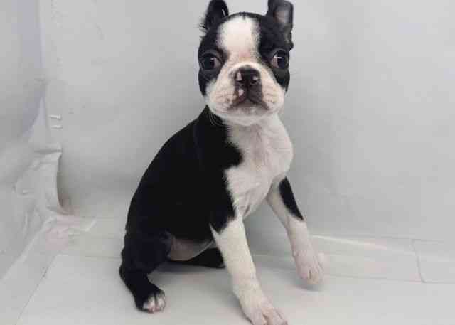 鳥取県のボストンテリア (ひごペットフレンドリーイオンモール鳥取北店/2025年10月11日生まれ/女の子/ボストンカラー)の子犬の2枚目の画像