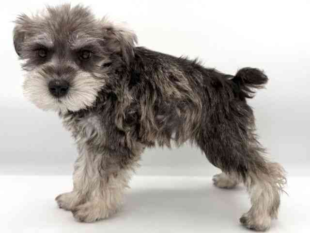 大阪府のミニチュアシュナウザー (ひごペットフレンドリーイオンそよら海老江店/2025年10月12日生まれ/男の子/ソルトペッパー)の子犬の2枚目の画像