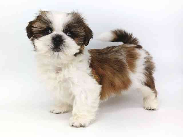 大阪府のシーズー (ひごペットフレンドリー泉ヶ丘店/2025年10月4日生まれ/女の子/ゴールドホワイト)の子犬の2枚目の画像