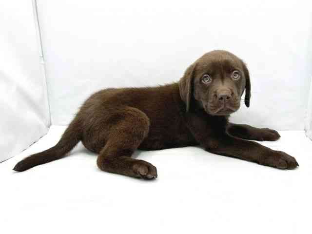 大阪府のラブラドールレトリーバー (ひごペットフレンドリーイトーヨーカドー津久野店/2025年10月7日生まれ/男の子/チョコレート)の子犬の2枚目の画像