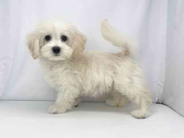 兵庫県のマルプー(マルチーズ×プードル) (ひごペットフレンドリーイオンタウン加古川店/2025年10月11日生まれ/女の子/クリーム)の子犬の2枚目の画像