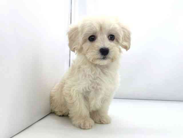 兵庫県のマルプー(マルチーズ×プードル) (ひごペットフレンドリーイオンタウン加古川店/2025年10月11日生まれ/女の子/クリーム)の子犬の2枚目の画像