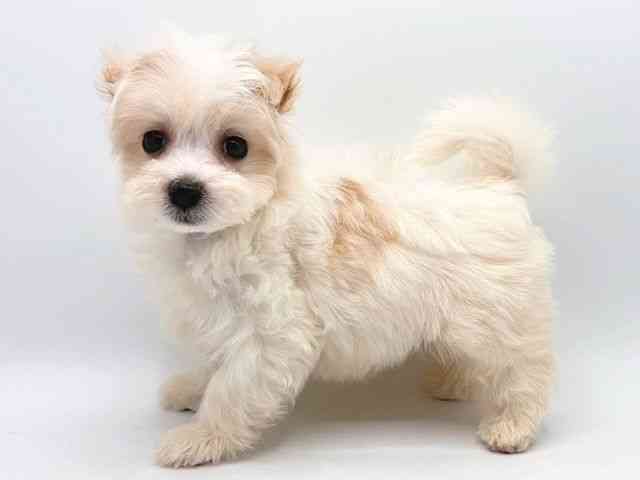 奈良県のマルプー(マルチーズ×プードル) (ひごペットフレンドリー田原本店/2025年10月11日生まれ/女の子/クリーム)の子犬の2枚目の画像