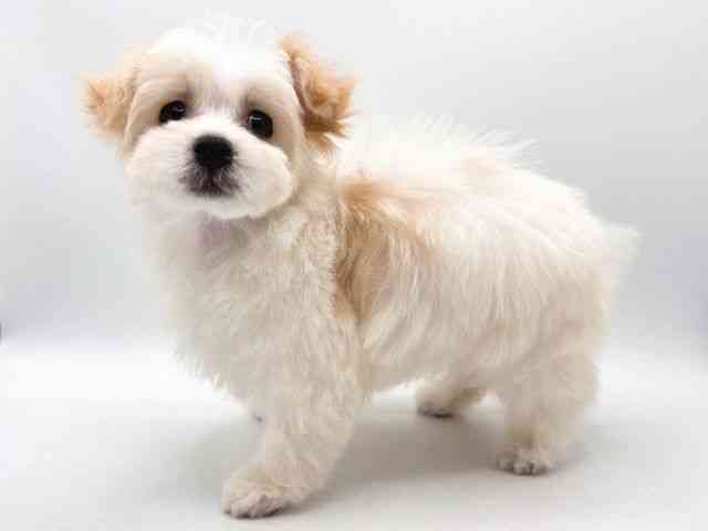 奈良県のマルプー(マルチーズ×プードル) (ひごペットフレンドリー田原本店/2025年10月11日生まれ/女の子/クリーム)の子犬の2枚目の画像