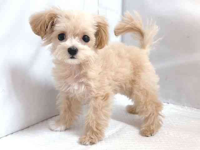 大阪府のマルプー(マルチーズ×プードル) (ひごペットフレンドリー堺プラットプラット店/2025年10月12日生まれ/女の子/アプリコット)の子犬の2枚目の画像