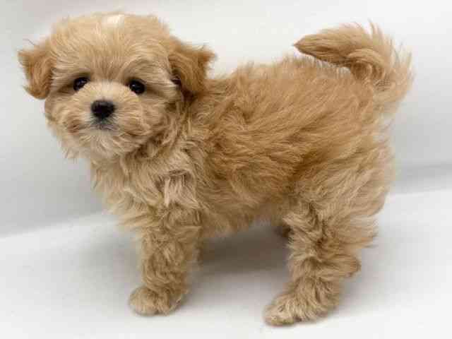 大阪府のマルプー(マルチーズ×プードル) (ひごペットフレンドリーららぽーとEXPOCITY店/2025年10月12日生まれ/女の子/アプリコット)の子犬の2枚目の画像