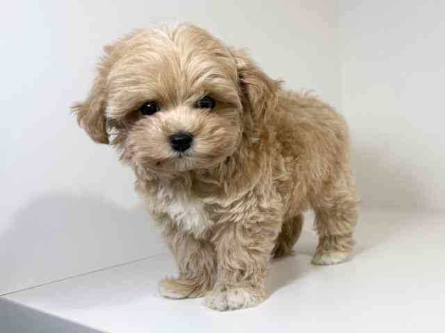 兵庫県のマルプー(マルチーズ×プードル) (ひごペットフレンドリーイトーヨーカドー明石店/2025年10月12日生まれ/男の子/アプリコット)の子犬の2枚目の画像