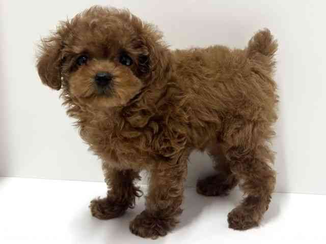 愛知県のトイプードル(トイ) (ひごペットフレンドリーららぽーと名古屋みなとアクルス店/2025年10月10日生まれ/女の子/レッド)の子犬の2枚目の画像