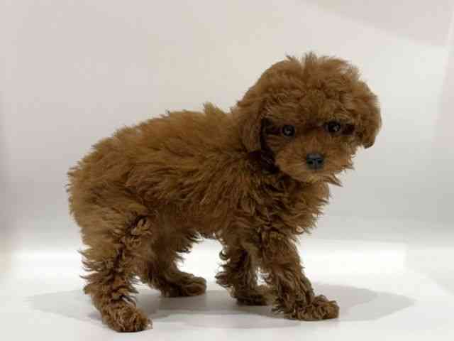 愛知県のトイプードル(トイ) (ひごペットフレンドリーヴィアモール アピタ江南西店/2025年10月10日生まれ/男の子/レッド)の子犬の2枚目の画像