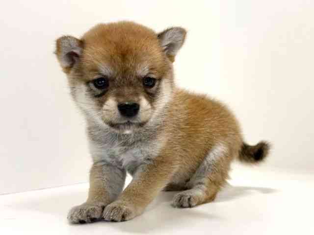 兵庫県の柴犬(標準サイズ) (ひごペットフレンドリーイトーヨーカドー明石店/2025年10月12日生まれ/男の子/赤)の子犬の2枚目の画像