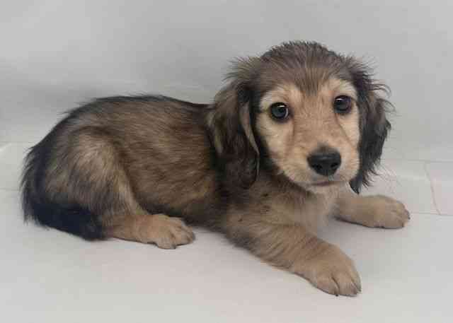 鳥取県のミニチュアダックスフンド(ロング) (ひごペットフレンドリーイオンモール鳥取北店/2025年10月13日生まれ/男の子/シェーデットイエロー)の子犬の2枚目の画像