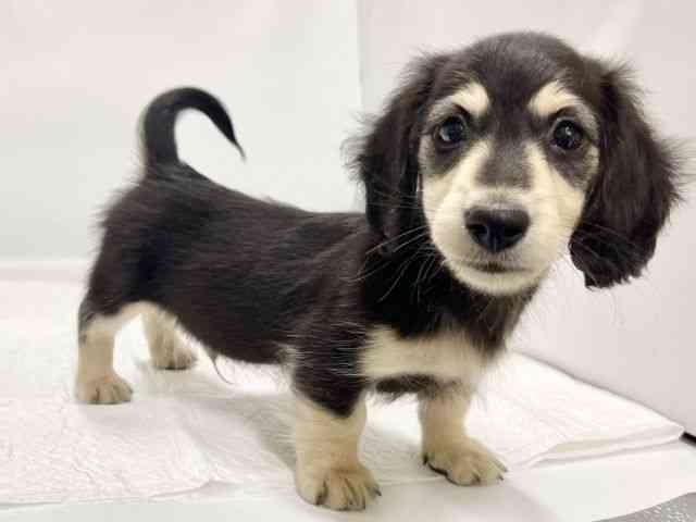 高知県のミニチュアダックスフンド(ロング) (ひごペットフレンドリーイオンモール高知店/2025年10月13日生まれ/男の子/ブラックイエロー)の子犬の2枚目の画像