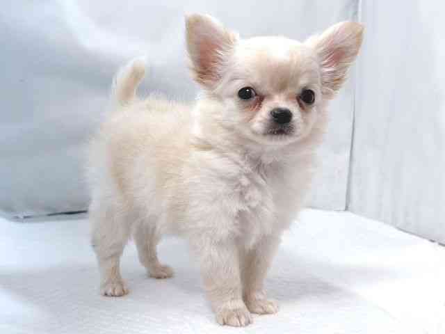 大阪府のチワワ(ロング) (ひごペットフレンドリー堺プラットプラット店/2025年10月9日生まれ/男の子/クリームホワイト)の子犬の2枚目の画像