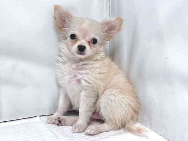 大阪府のチワワ(ロング) (ひごペットフレンドリー堺プラットプラット店/2025年10月9日生まれ/男の子/クリームホワイト)の子犬の2枚目の画像