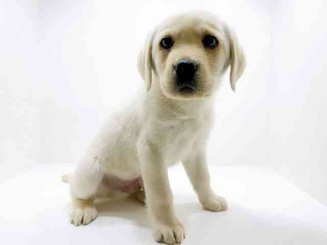 広島県のラブラドールレトリーバー (ひごペットフレンドリーフジグラン神辺店/2025年10月13日生まれ/男の子/イエロー)の子犬の2枚目の画像