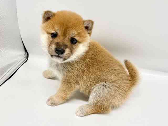 大阪府の柴犬(標準サイズ) (ひごペットフレンドリーイオンタウン豊中庄内店/2025年10月11日生まれ/女の子/赤)の子犬の2枚目の画像