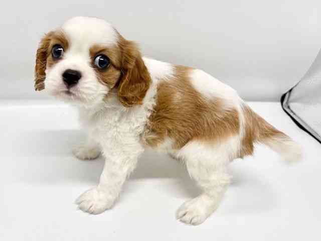 大阪府のキャバリアキングチャールズスパニエル (ひごペットフレンドリーイオンタウン豊中庄内店/2025年10月14日生まれ/女の子/ブレンハイム)の子犬の2枚目の画像