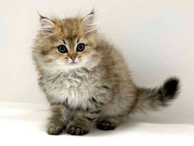 兵庫県のペルシャ (ひごペットフレンドリーイトーヨーカドー明石店/2025年10月6日生まれ/男の子/チンチラゴールデン)の子猫の2枚目の画像