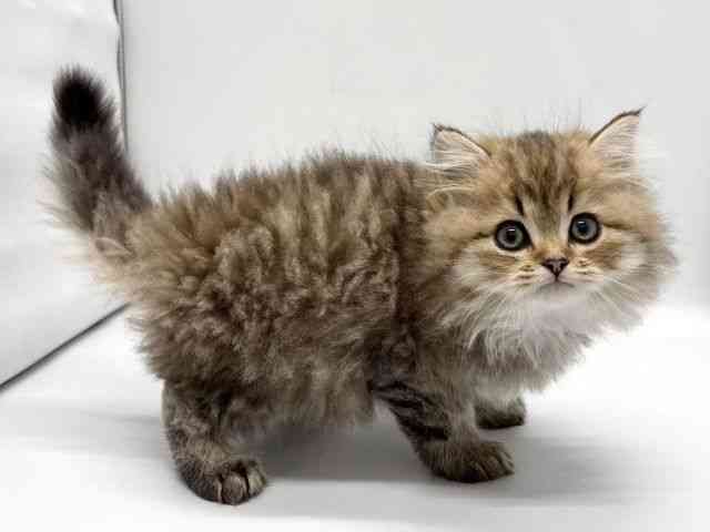 京都府のペルシャ (ひごペットフレンドリー京都店/2025年10月6日生まれ/男の子/チンチラゴールデン)の子猫の2枚目の画像