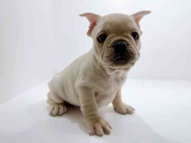 広島県のフレンチブルドッグ (ひごペットフレンドリーフジグラン神辺店/2025年10月12日生まれ/男の子/クリーム)の子犬の2枚目の画像