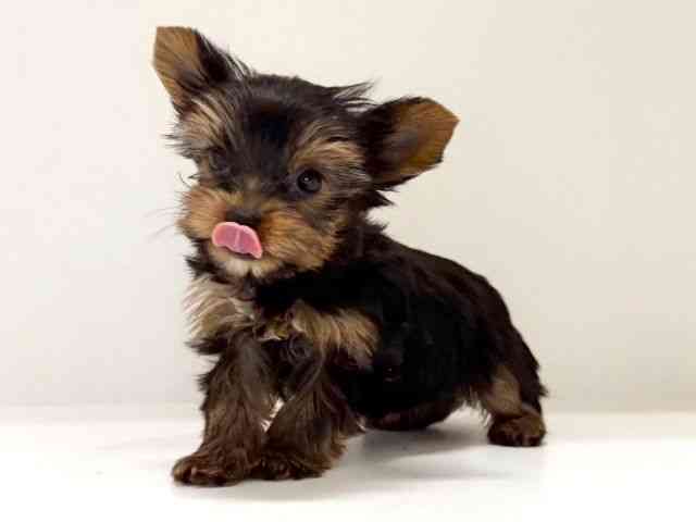 兵庫県のヨークシャーテリア (ひごペットフレンドリーイトーヨーカドー明石店/2025年10月12日生まれ/女の子/スチールブルータン)の子犬の2枚目の画像