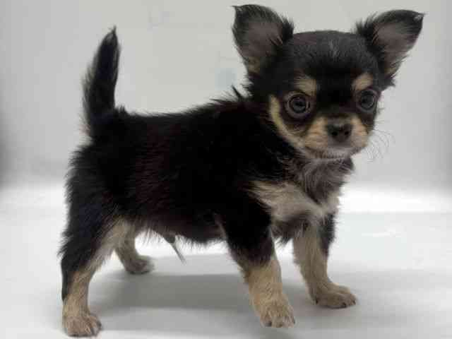 京都府のチワワ(ロング) (ひごペットフレンドリー京都店/2025年10月13日生まれ/男の子/ブラックタンホワイト)の子犬の2枚目の画像