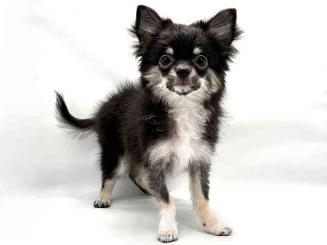 大阪府のチワワ(ロング) (ひごペットフレンドリー東淀川店/2025年10月9日生まれ/男の子/ブラックタンホワイト)の子犬の2枚目の画像