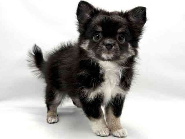 大阪府のチワワ(ロング) (ひごペットフレンドリー東淀川店/2025年10月9日生まれ/男の子/ブラックタンホワイト)の子犬の2枚目の画像