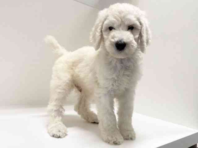 兵庫県のスタンダードプードル (ひごペットフレンドリーイトーヨーカドー明石店/2025年10月10日生まれ/男の子/ホワイト)の子犬の2枚目の画像