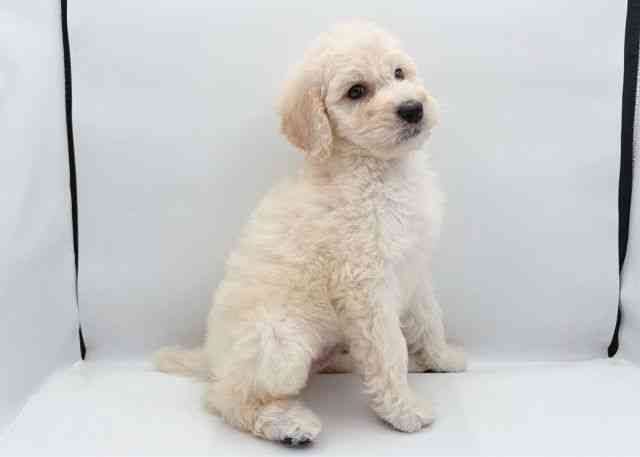 島根県のスタンダードプードル (ひごペットフレンドリーイオン松江ショッピングセンター店/2025年10月10日生まれ/男の子/ホワイト)の子犬の2枚目の画像