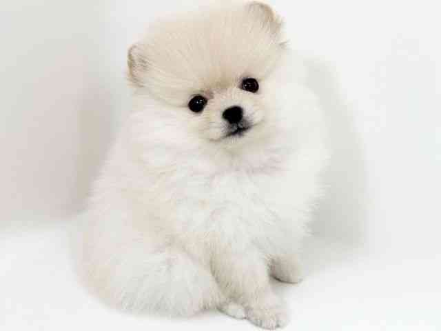 京都府のポメラニアン (ひごペットフレンドリーイズミヤショッピングセンター八幡店/2025年10月13日生まれ/女の子/クリーム)の子犬の2枚目の画像