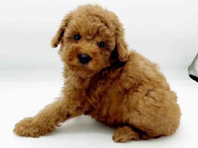 兵庫県のトイプードル(トイ) (ひごペットフレンドリーコロワ甲子園店/2025年10月12日生まれ/男の子/レッド)の子犬の2枚目の画像