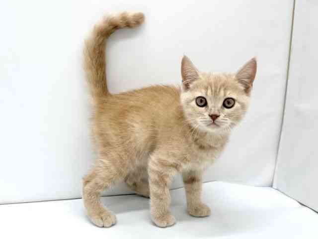 大阪府のブリティッシュショートヘアー (ひごペットフレンドリーイオンタウン茨木太田店/2025年10月13日生まれ/男の子/クリーム)の子猫の2枚目の画像