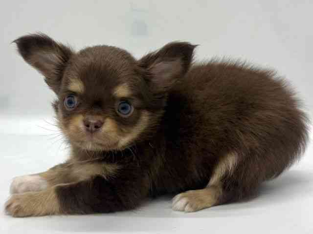 京都府のチワワ(ロング) (ひごペットフレンドリー京都店/2025年10月14日生まれ/男の子/チョコレートタンホワイト)の子犬の2枚目の画像